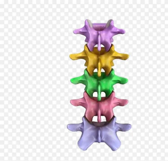 脊柱 脊椎骨 彩色 骨头
