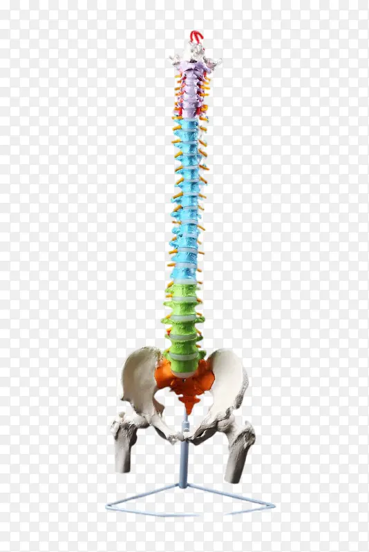 脊柱 彩色 人物 尾椎 颈椎