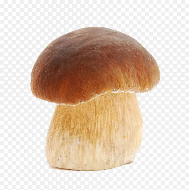 蘑菇     一个蘑菇