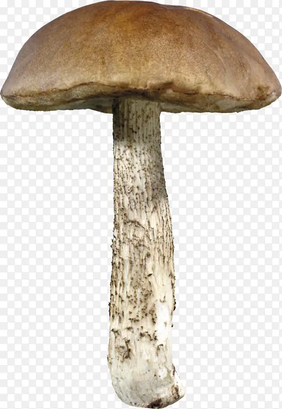 一个蘑菇，蘑菇