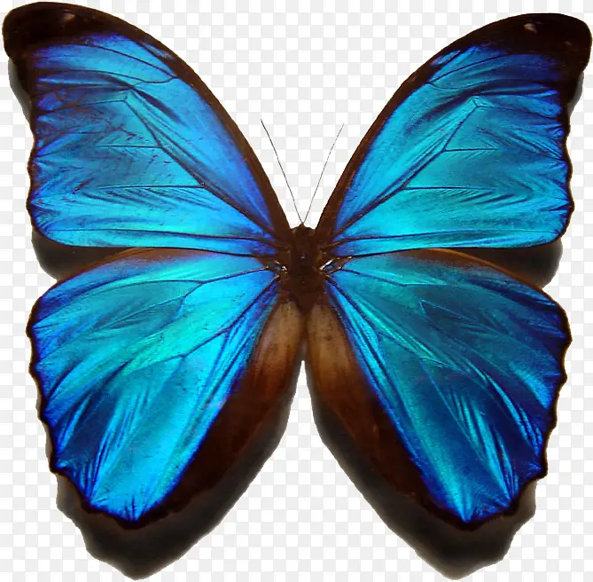 超高清手绘油画风矢量蓝色蝴蝶