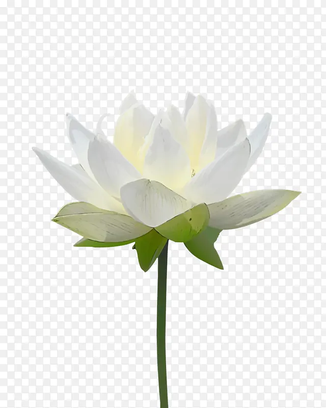 花白色花朵莲花植物