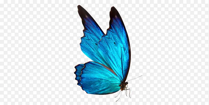 蓝色蝴蝶侧面素材