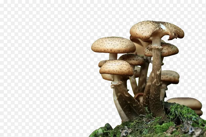 秋日野生新鲜蘑菇