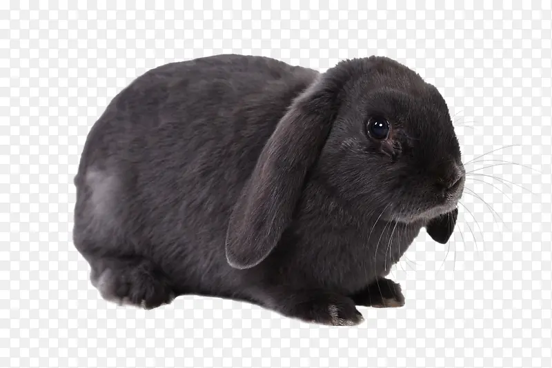 灰色的萌兔子
