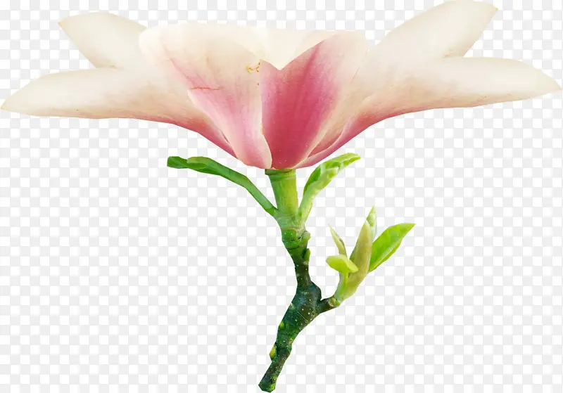 复古 拼贴 素材 花