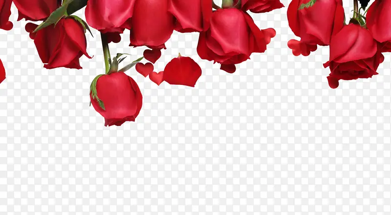 情人节玫瑰花装饰素材
