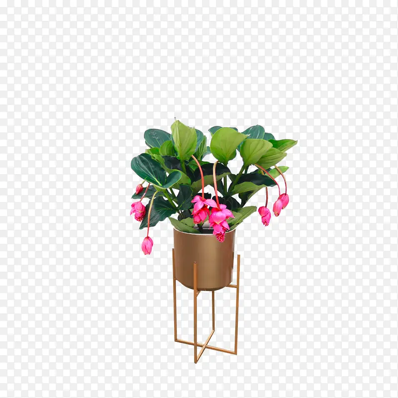 花卉绿植宝莲灯