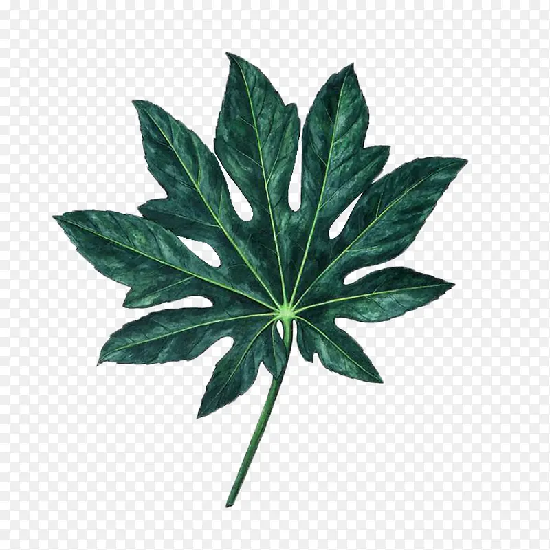 素材 植物 平面 免扣