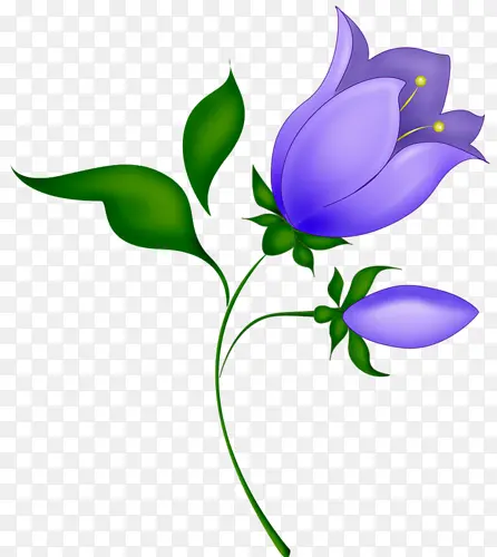 紫色花朵植物高清图片