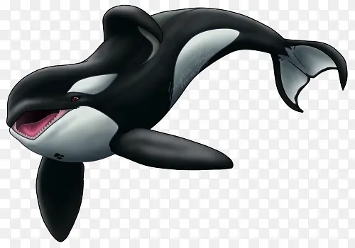 卡通海洋动物虎鲸高清图片