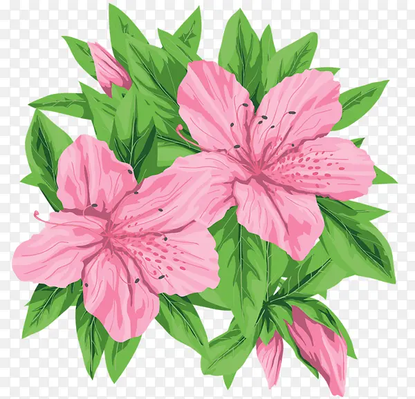 卡通粉色百合植物花卉图片