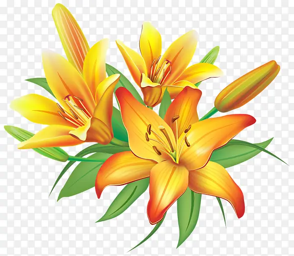 漂亮百合植物花卉图片