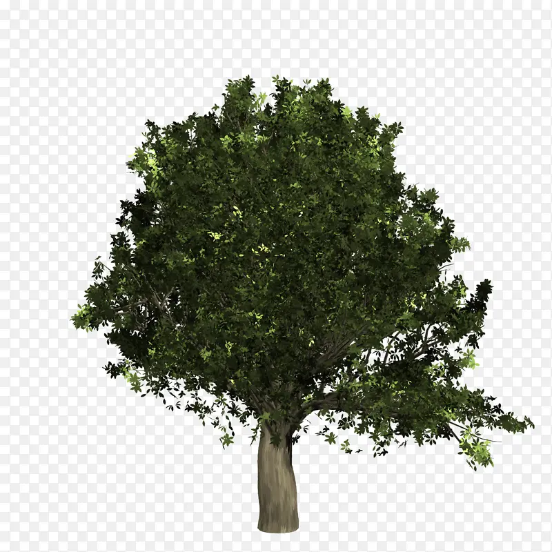 橡树绿色植物