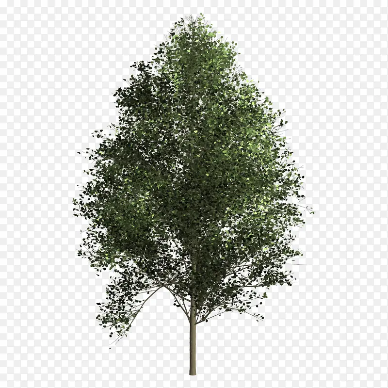 白杨绿色植物PNG图片素材下载_图片编号ypkkgzrg-免抠素材网
