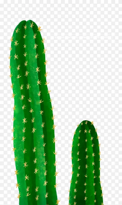 仙人掌绿色植物