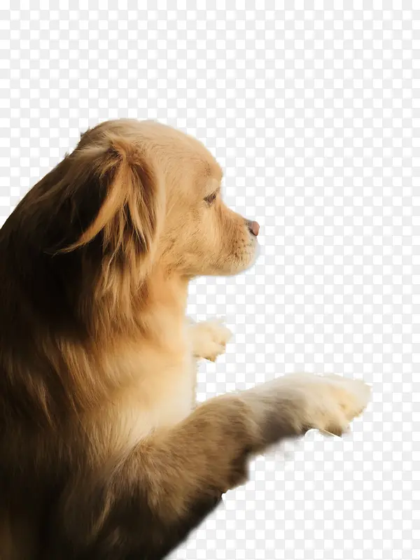 看窗外的狗侧面