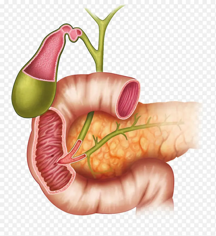 人体器官胰腺