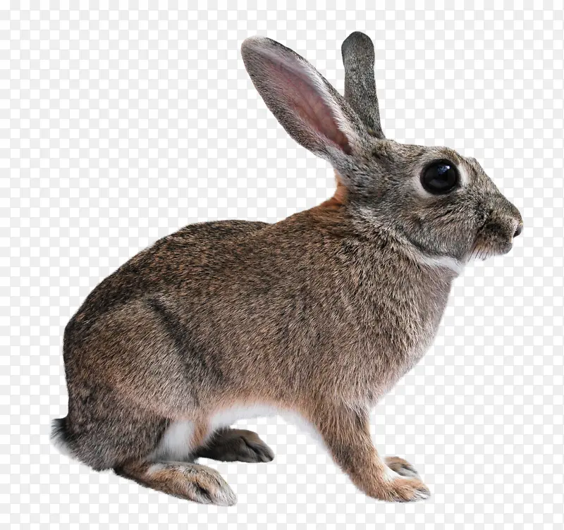 兔子png透明图像