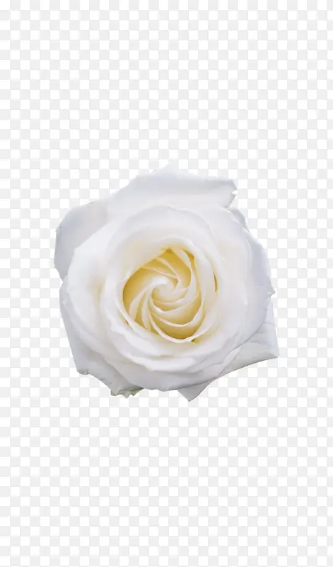 免抠单朵白玫瑰