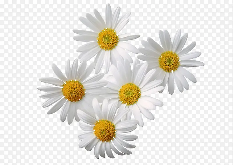 白色的美丽的菊花