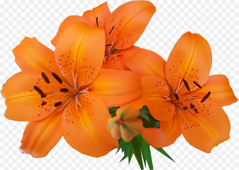 橙色美丽百合花瓣
