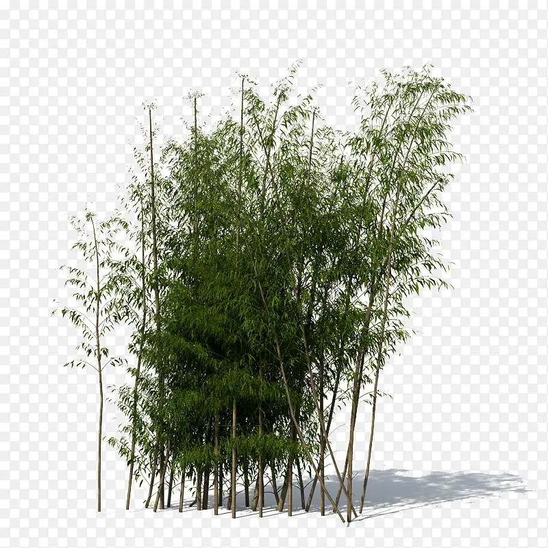 一片绿色的竹林