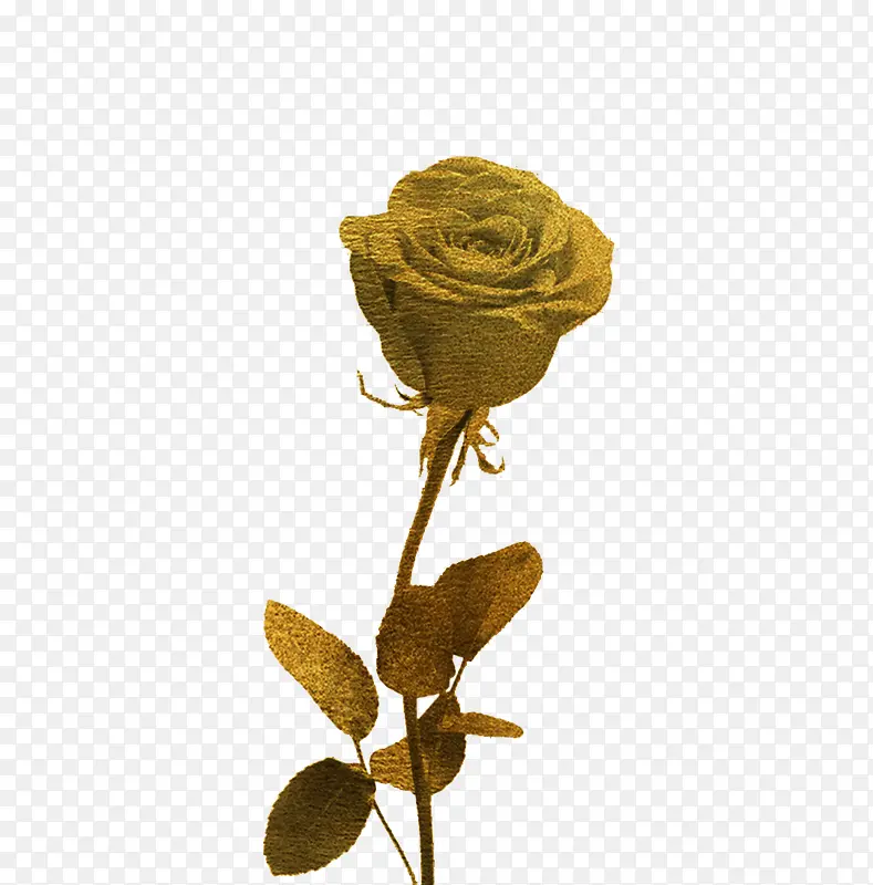 金色的玫瑰花