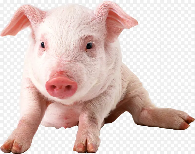小猪 免扣 摄影图 猪