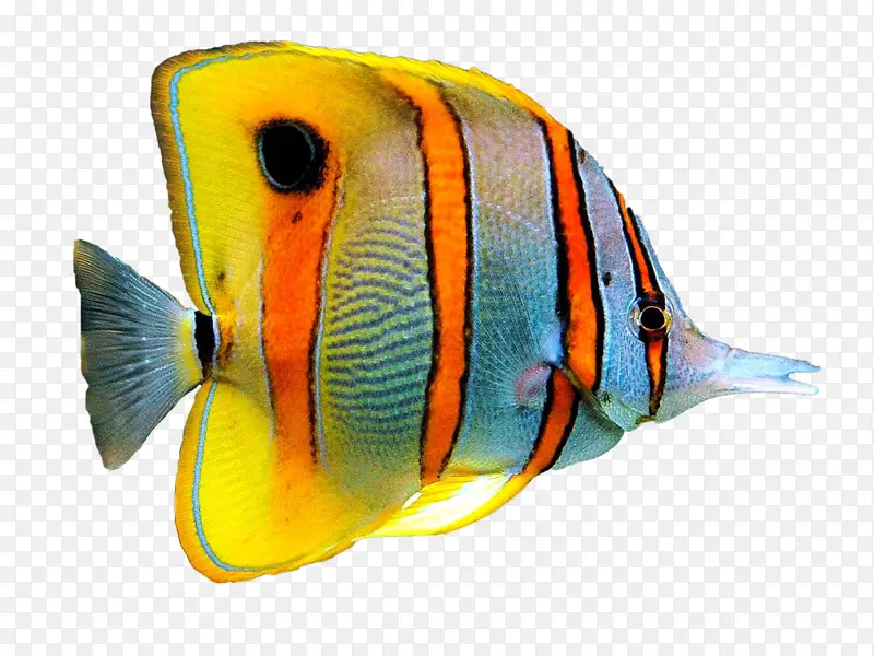 高清鱼类色彩