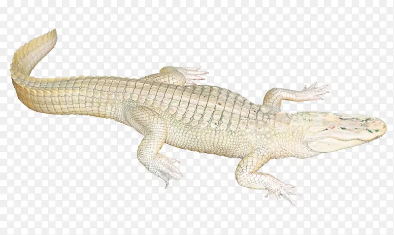 白色的鳄鱼透明图像