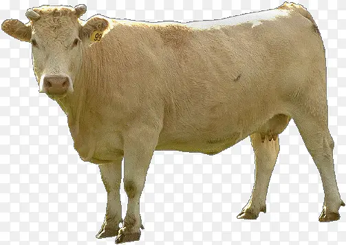 可爱的小奶牛17