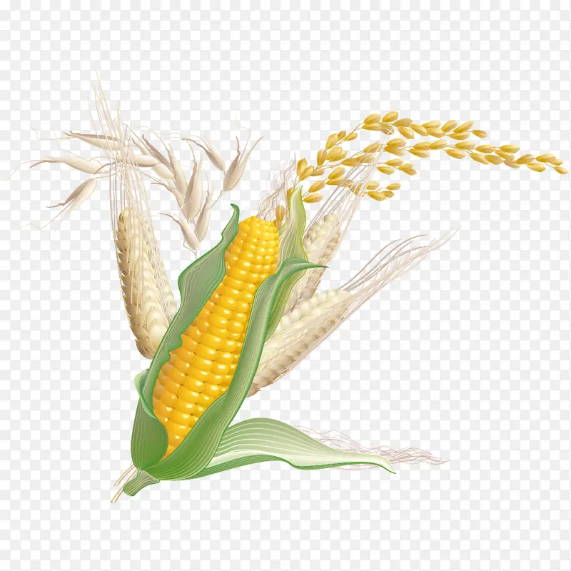 玉米小麦作物