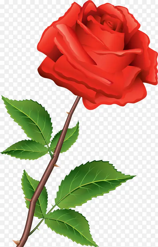 免抠一朵红色玫瑰花