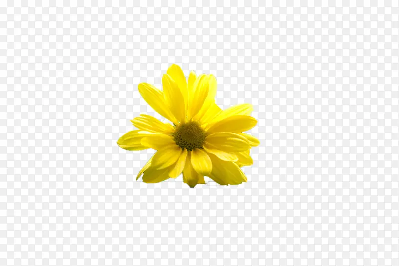 好看的黄色菊花