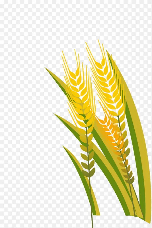 金色的小麦穗