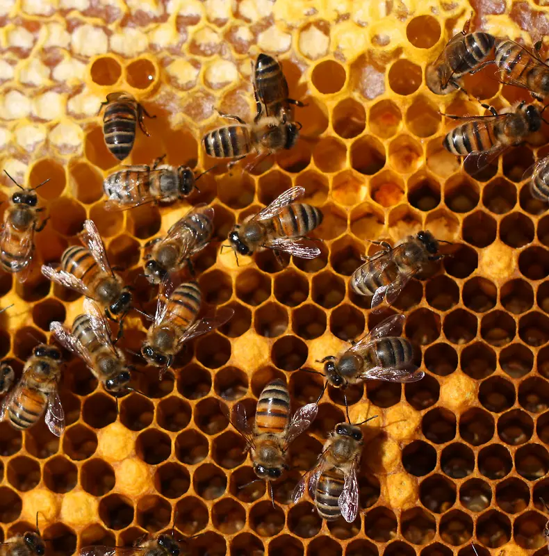 正在蜂窝上忙碌的蜜蜂