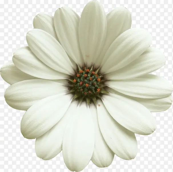 单朵大白色菊花