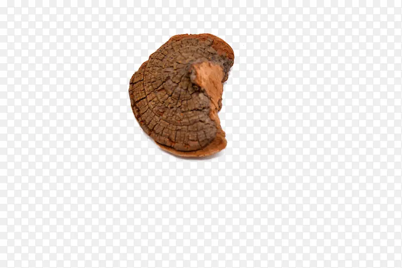 白桦茸中药材