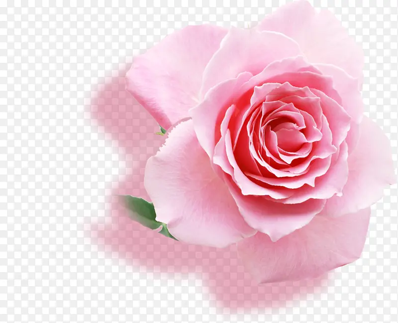 情人节粉红玫瑰素材