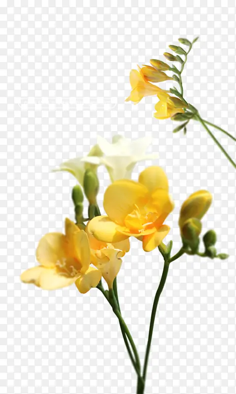 香雪兰花装饰装饰植物元素