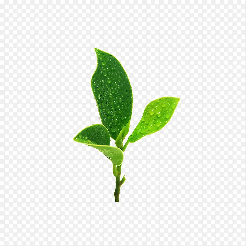 绿植茶叶素材
