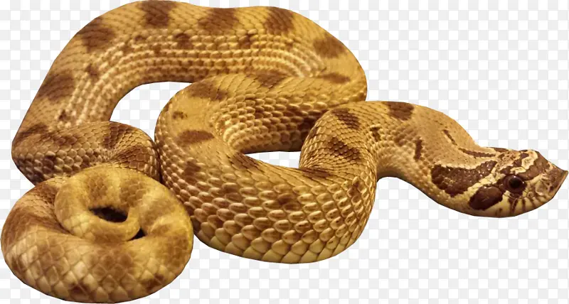 蛇 蟒蛇 黄色的蛇