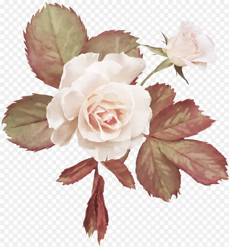 白玫瑰高清照片免抠素材