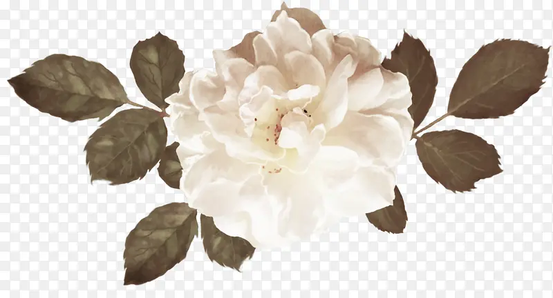 白玫瑰高清照片免抠素材