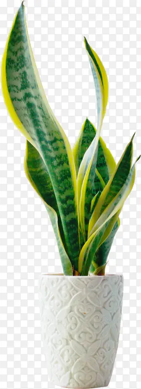 绿色的长长植物