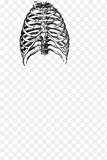 胸腔骨架