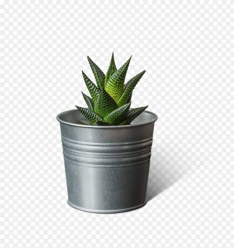 绿色的小植物