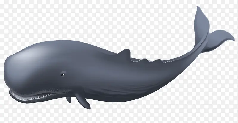 一只鲸鱼的素材