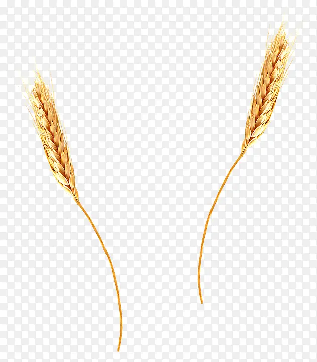 秋收的小麦1